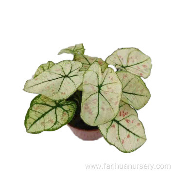 professional plant caladium ruxue